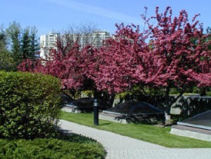 Red-Leaves